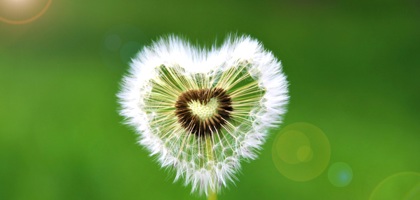 Frankysyggy Dandelion 4382560