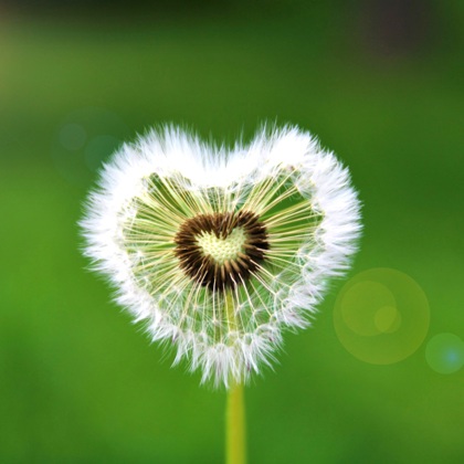 Frankysyggy Dandelion 4382560
