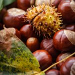 Schuetz Mediendesign Castanea 1812362