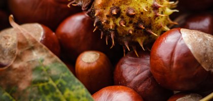 Schuetz Mediendesign Castanea 1812362