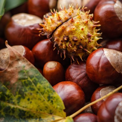 Schuetz Mediendesign Castanea 1812362