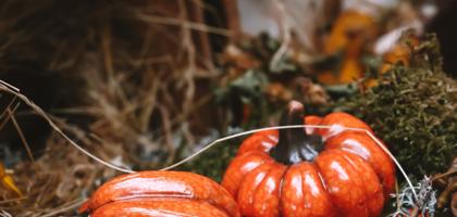 Xsimb Pumpkins 6771028